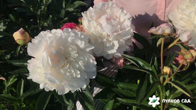 Norma volz peony. Норма волз пион. Пулков сад (2022 г) смотреть онлайн