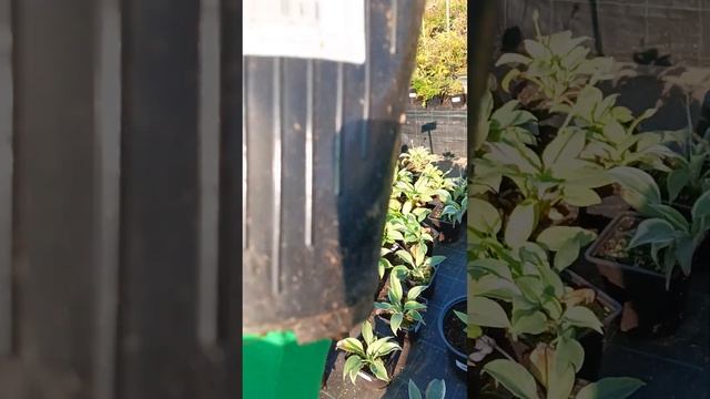Хосты, питомник обзор☺Погуляем? смотреть онлайн