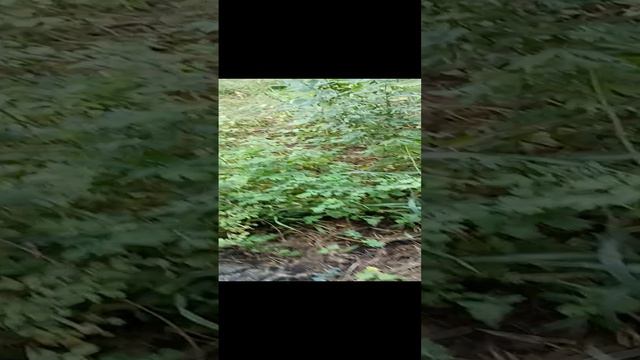 Гуляем (часть 1) смотреть онлайн