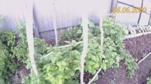 Вертикальное выращивание тыквы.Тыква на вертикальной грядке