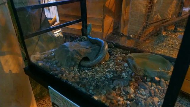 Новосибирский зоопарк. Террариум. Рыбки. Змеи и другие гады. смотреть онлайн