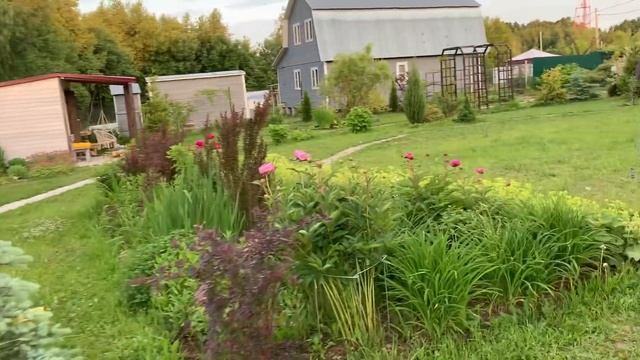 Поставили бассейн. Поля люпина