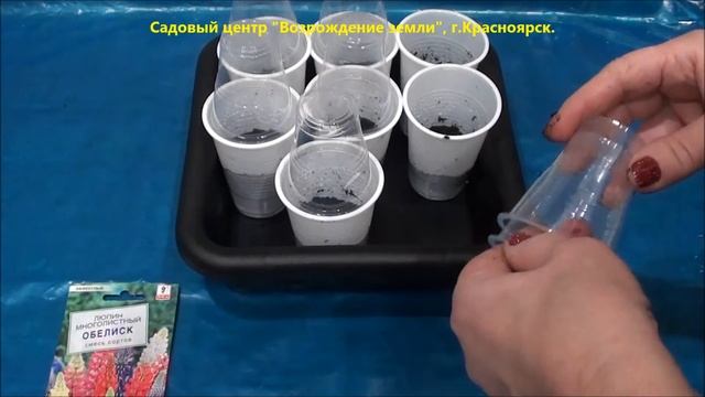 Выращиваем низкорослый люпин из семян. Часть 1. смотреть онлайн