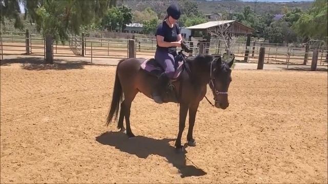 Morgan Horse For Sale San Diego 2022