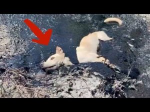 Это Животное умоляла человека о помощи |  Попробуйте не заплакать