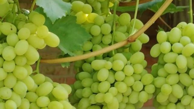 Сорт винограда Флора (Лора) смотреть онлайн