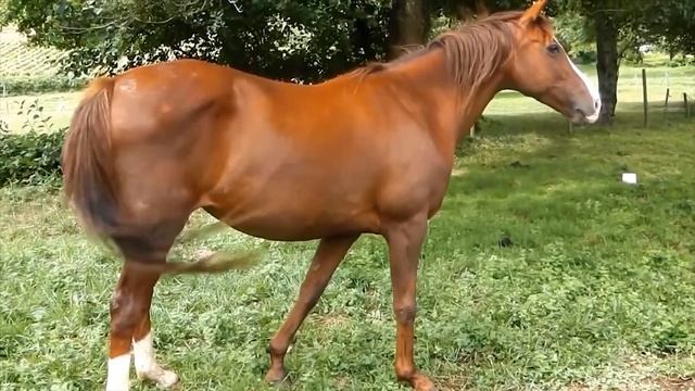 Зал №1: Анатомия смотреть онлайн