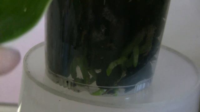 Цветение P.Samera blue x Yaphon Blue Bird "blue' смотреть онлайн