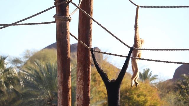 Swinging with Buff-cheeked Gibbons at the Phoenix Zoo смотреть онлайн