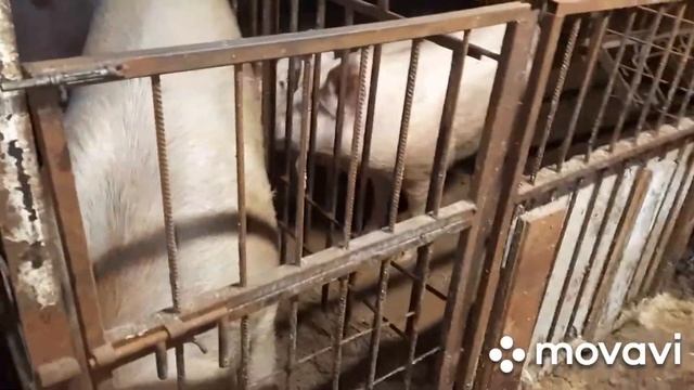 Нужен ли хряк в хозяйстве? смотреть онлайн