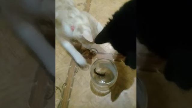Сколопендра и кошки. Противостояние. смотреть онлайн