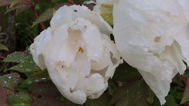 Pivoine arbustive 'Paeonia suffruticosa' Le charme à l'état pur prouesse de la nature смотреть онлайн