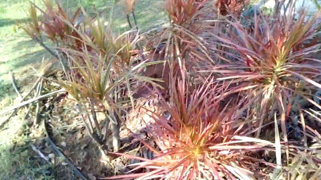 LIMPEZA DE CANTEIRO COM DRACENA. смотреть онлайн