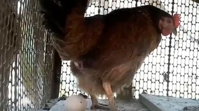 Hen laying The Egg By mrp agriculture смотреть онлайн