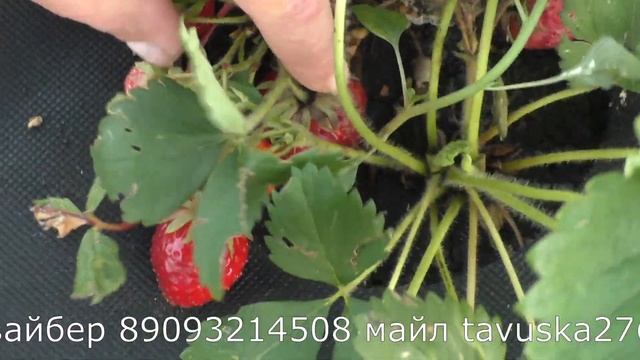 Анаис ремонтантный сорт клубники супер вкусный, десертный смотреть онлайн