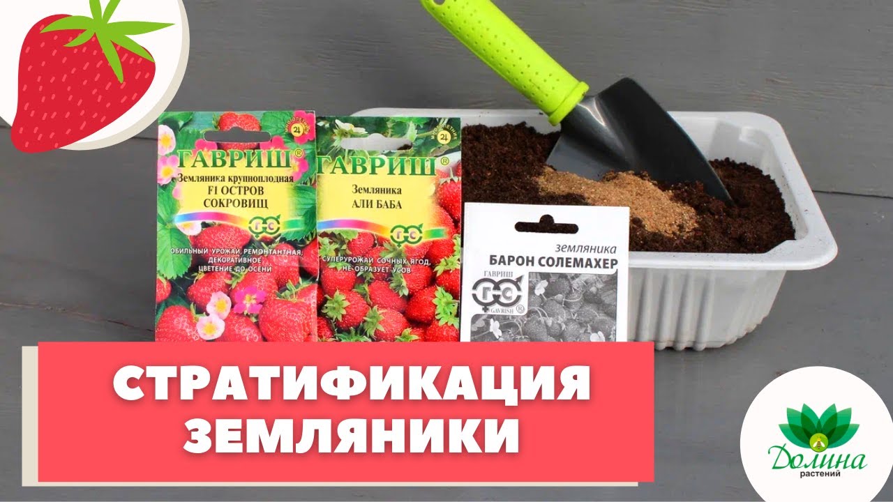 Стратификация и посев семян садовой земляники! МАСТЕР-КЛАСС ОТ ЭКСПЕРТА? смотреть онлайн