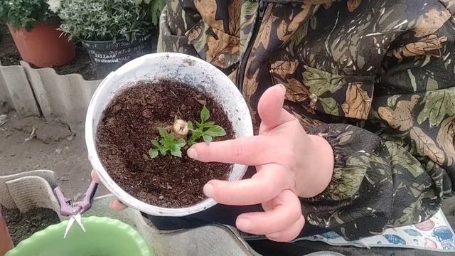 Вегетативные георгины. Убираю на зимнее хранение.Как буду сохранять зимой. смотреть онлайн