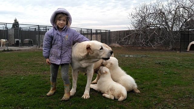 Alabai dogs XXL. Soul of Asia Adilya with two male puppies. смотреть онлайн