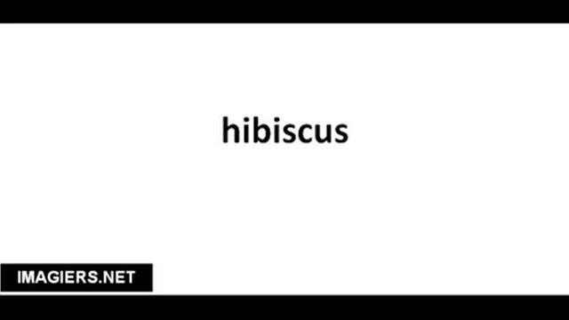 Pronounce French with Vincent # hibiscus смотреть онлайн