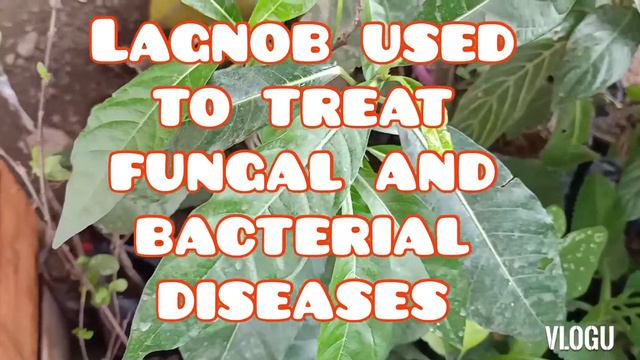LAGNOB / ficus septica 2020 || Mamerl vlog смотреть онлайн
