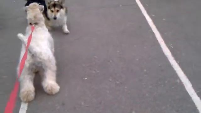 Ирландский мягкошёрстный пшеничный терьер Шарма смотреть онлайн