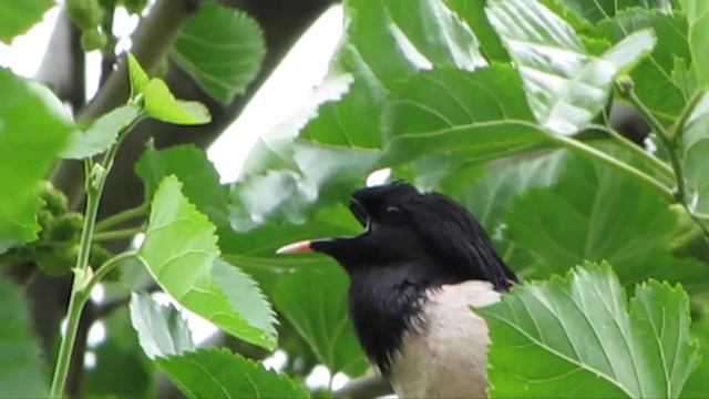 nature смотреть онлайн