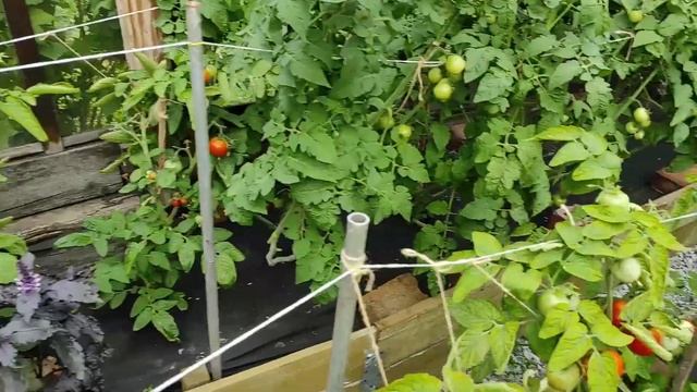 Собираем только красные томаты с куста. Урожай томатов. Сбор томатов. смотреть онлайн