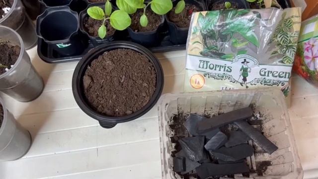 Вношу 1 раз после пикировки и рассада становится крепкой, коренастой пикировка грамотно смотреть онлайн