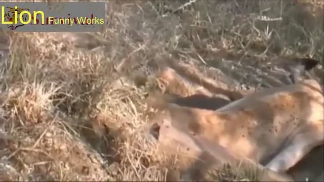 The struggle for survival of animals # 1 lion & pig part 1 смотреть онлайн