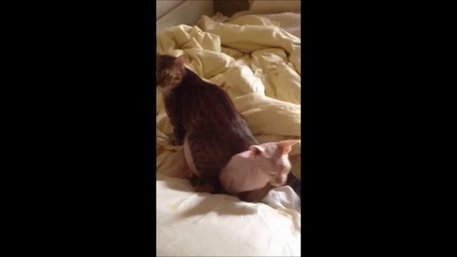 КОТОКОТ - Новая порода)))) Кошка и кот. Угарно) смотреть онлайн