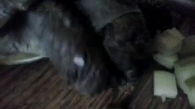 черепаха ест)) угарна смотреть онлайн