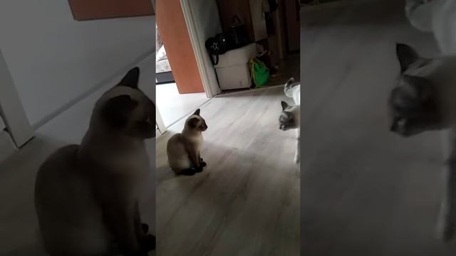 Воспитание котёнка ? смотреть онлайн