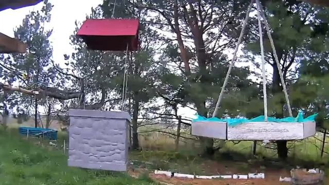 2021 Apr 19 Livestream bird feeding station. Ripley, Ontario Canada by AtHomeFriendlyTecGuy смотреть онлайн
