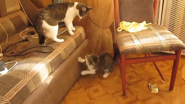 Смешное видео про кошек. Небольшие разборки смотреть онлайн