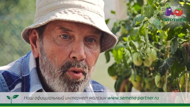 СУПЕР ТОМАТ ДЛЯ ЗАСОЛКИ!!! ЯШМА F1. САМЫЙ ЛУЧШИЙ!!! смотреть онлайн