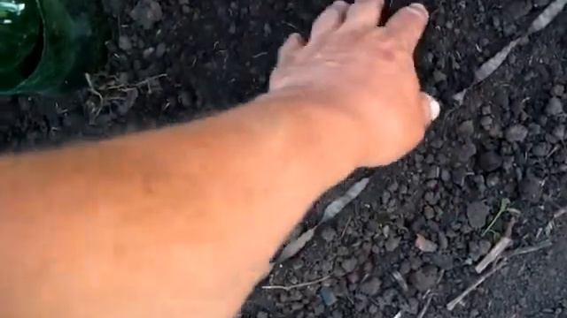 Как бороться с сорняками на ранней стадии их развития смотреть онлайн