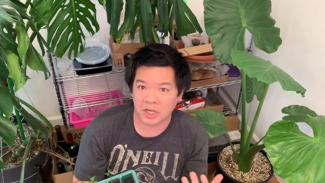 Citrus | Growing Yuzu seedlings смотреть онлайн