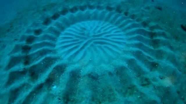 13 Strangest Things Found at the Bottom of the Sea смотреть онлайн