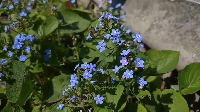 Пчела собирает нектар на цветке, цветок- Незабудка 春天-蜜蜂從花中採集花蜜\a bee collects nectar from a flower смотреть онлайн