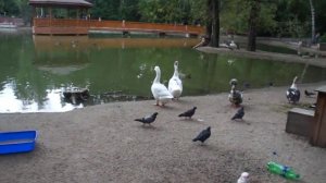 Новосибирский зоопарк. Птицы на озере в Новосибирском зоопарке