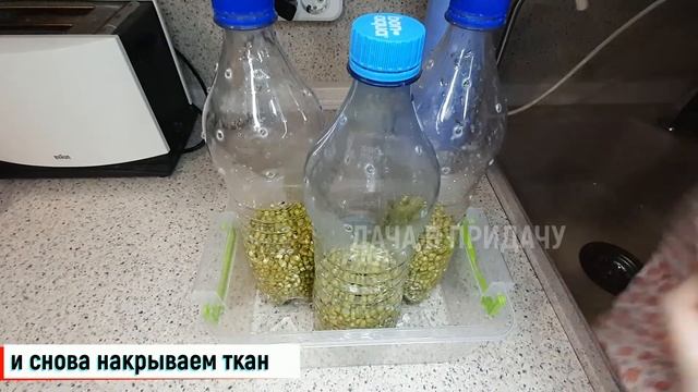 Микрозелень Маш за 5 дней. Выращиваю микрогрин на своём огороде на балконе.