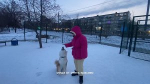 VLOG | Провожу время с собакой. Как воспитывать? Куда ходить? Вольер и собачники Челябинска