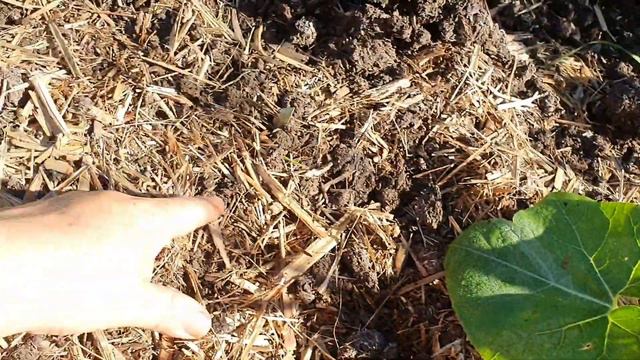 Last Garden Update of 2021 • Summer Cottage Garden • Year 3 Week 52 смотреть онлайн