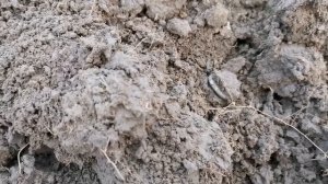 находки с гаррет 250