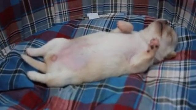 Смешной маленький щенок спит смотреть онлайн