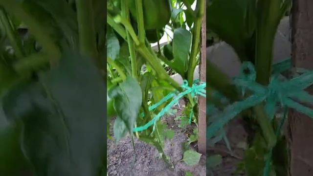 Перцы снимаю с куста недозревшие / Урожай перца смотреть онлайн