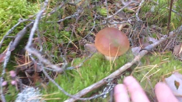 Грибы, Сороковой бор смотреть онлайн