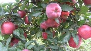 Яблоня ТОП РЕД  / Высокотоварный сладкий сорт из группы Ред Делишесов