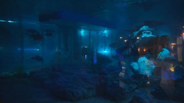 Аквариум в Пусане // Атмосферное видео // 부산 아쿠아리움 // Busan aquarium // Enjoy atmosphere 💙 смотреть онлайн
