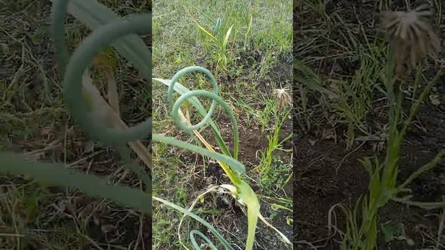 Стрелки у чеснока надо обязательно обламывать, когда закрутятся. но не выдергивать. смотреть онлайн